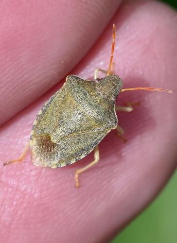 Réf. 282 103 : Peribalus strictus strictus