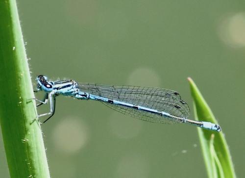 Coenagrion puella