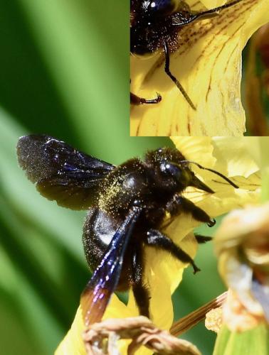 Xylocopa valga