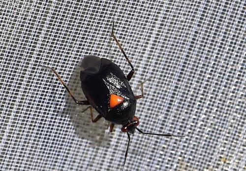 Réf. 282 286 : Deraeocoris ribauti