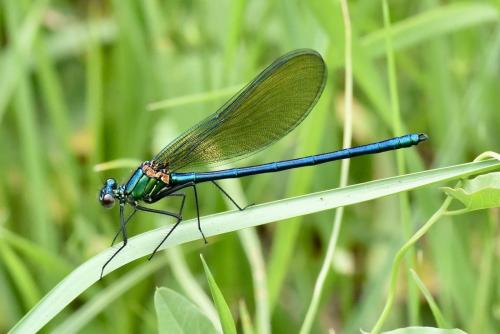 Calopteryx sp.