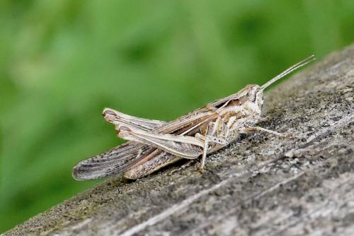 Réf. 282 445 : Chorthippus brunneus brunneus