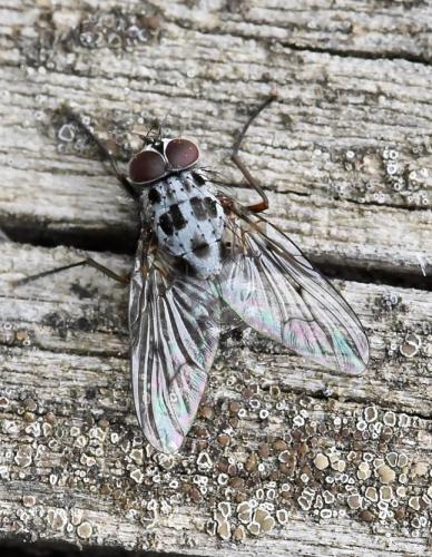 Réf. 282 373 : Phaonia trimaculata