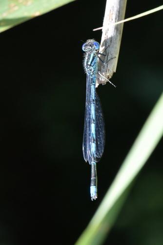 Erythromma lindenii