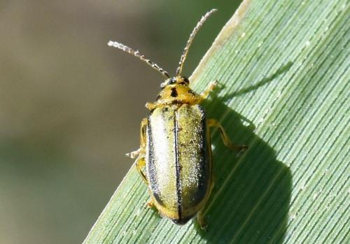 Réf. 282 630 : Xanthogaleruca luteola