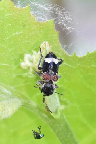 Clerus mutillarius