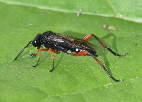 Macrophya diversipes