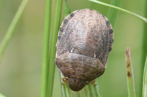 Réf. 282 981 : Eurygaster maura