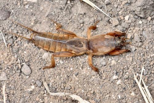 Réf. 282 877 : Gryllotalpa septemdecimchromosomica