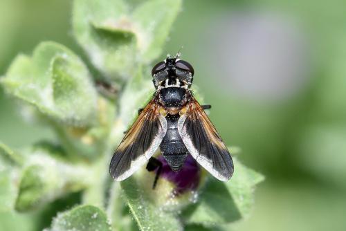 Trichopoda pictipennis