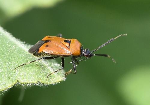 Réf. 282 935 : Deraeocoris punctum