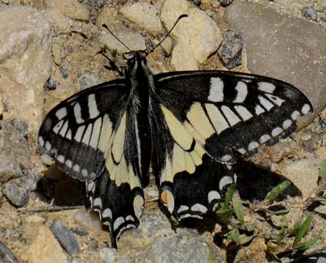 Réf. 282 255 : Papilio machaon