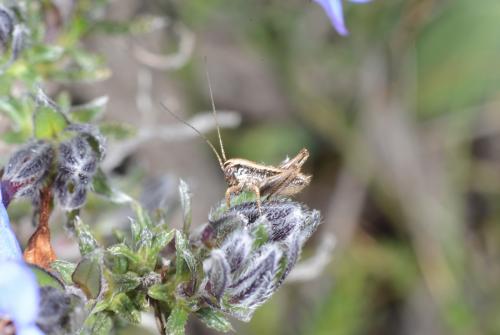 Réf. 282 015 : Tettigoniinae inconnu