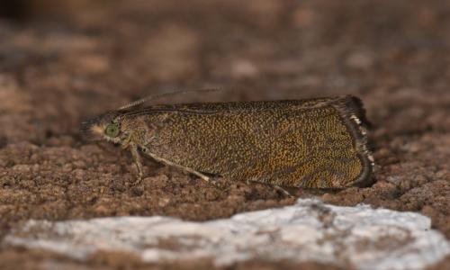 Dichrorampha sedatana