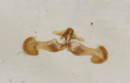 Dichrorampha sedatana