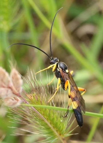 Réf. 282 983 : Diphyus quadripunctorius