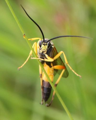 Réf. 282 984 : Diphyus quadripunctorius
