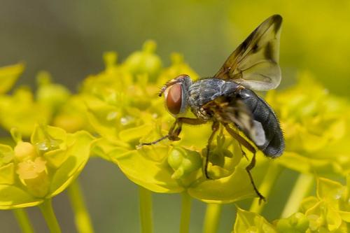 Ectophasia leucoptera