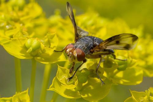 Ectophasia leucoptera