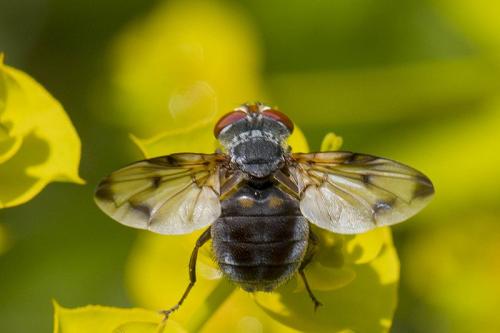 Ectophasia leucoptera