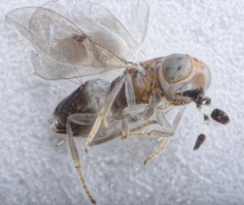 Réf. 282 585 : Metaphycus maculipennis