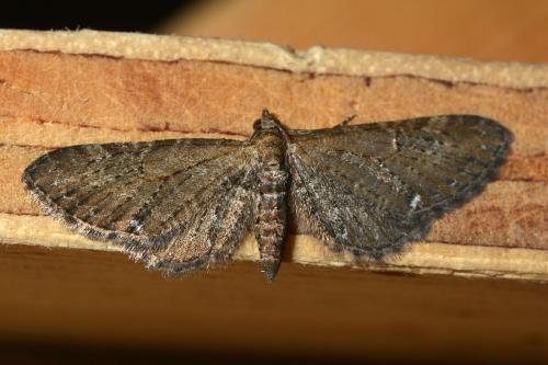 Réf. 282 948 : Eupithecia vulgata