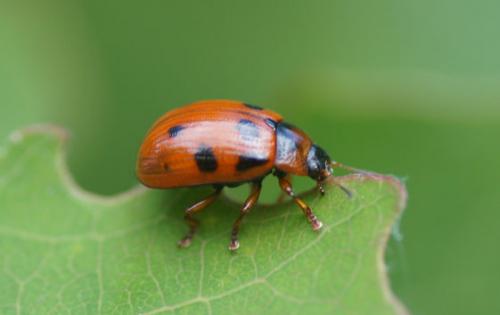 Gonioctena decemnotata