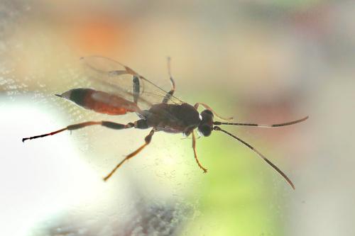 Crytea erythraea