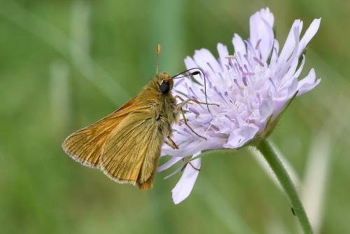 Ochlodes sylvanus