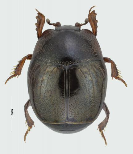 Réf. 282 112 : Hypocaccus rubripes