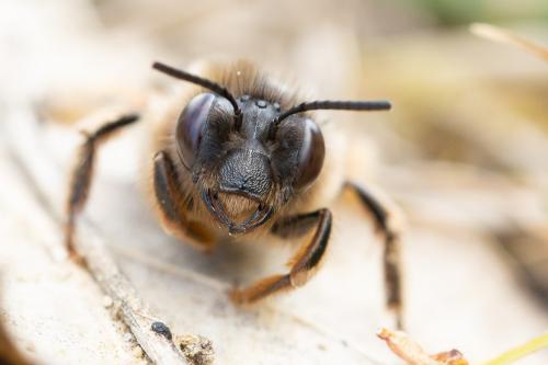 Réf. 282 227 : Eucera nigrilabris