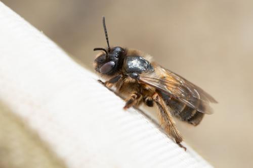 Réf. 282 226 : Eucera nigrilabris