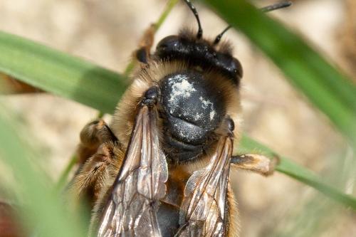 Réf. 282 228 : Eucera nigrilabris