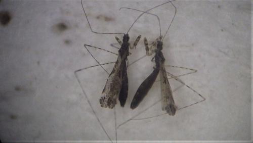 Réf. 282 456 : Empicoris sp.
