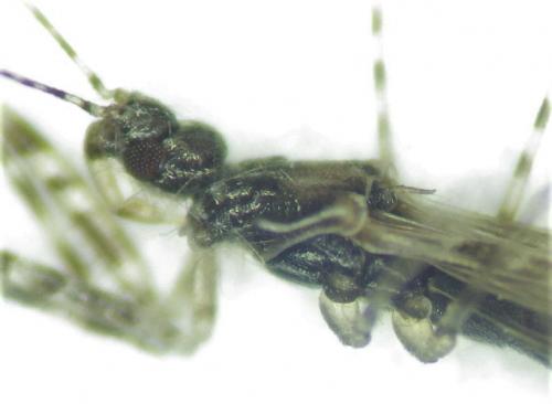 Réf. 282 505 : Empicoris sp.