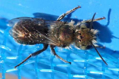 Osmia submicans