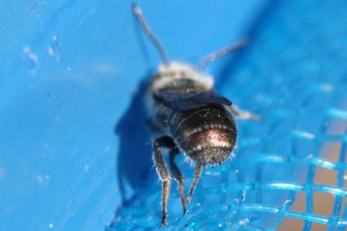 Osmia submicans