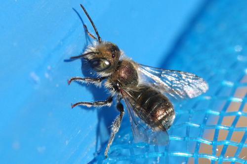 Réf. 282 621 : Osmia submicans