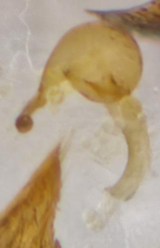 Réf. 282 158 : Sericoderus sp.