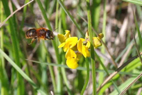 Osmia aurulenta