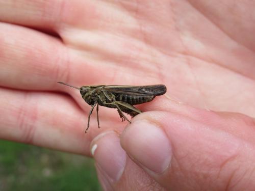 Omocestus rufipes