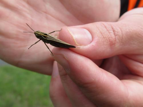 Omocestus rufipes
