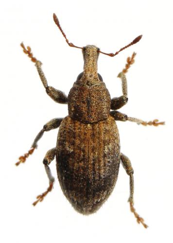 Graptus triguttatus