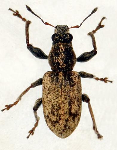 Andrion regensteinense