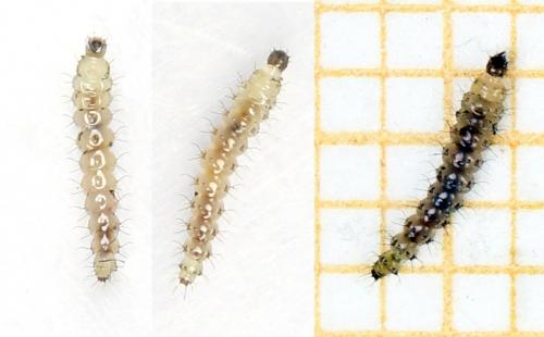 Réf. 282 627 : Forcipomyia sp.