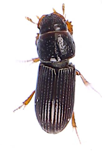Réf. 282 768 : Pleurophorus caesus