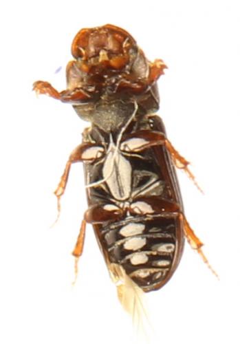 Réf. 282 772 : Pleurophorus caesus