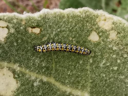 Réf. 282 548 : Cucullia verbasci