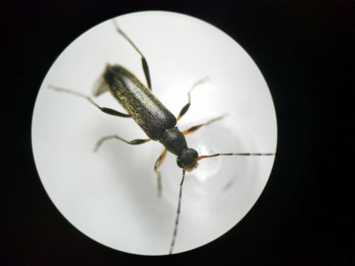 Réf. 282 581 : Grammoptera ruficornis