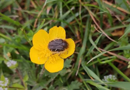 Tropinota hirta